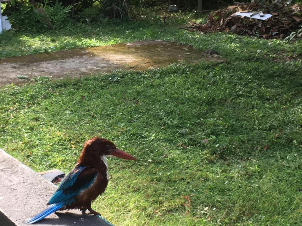 Вилла Wellington Хиккадува Экстерьер фото